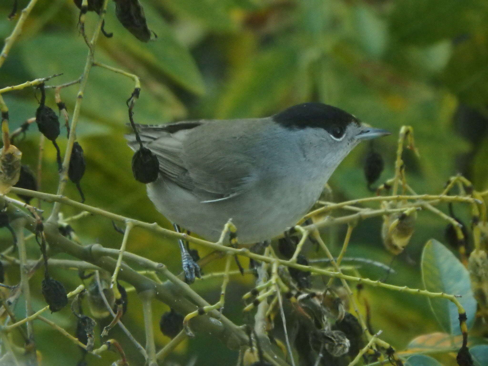 Imagem de Sylvia atricapilla (Linnaeus 1758)