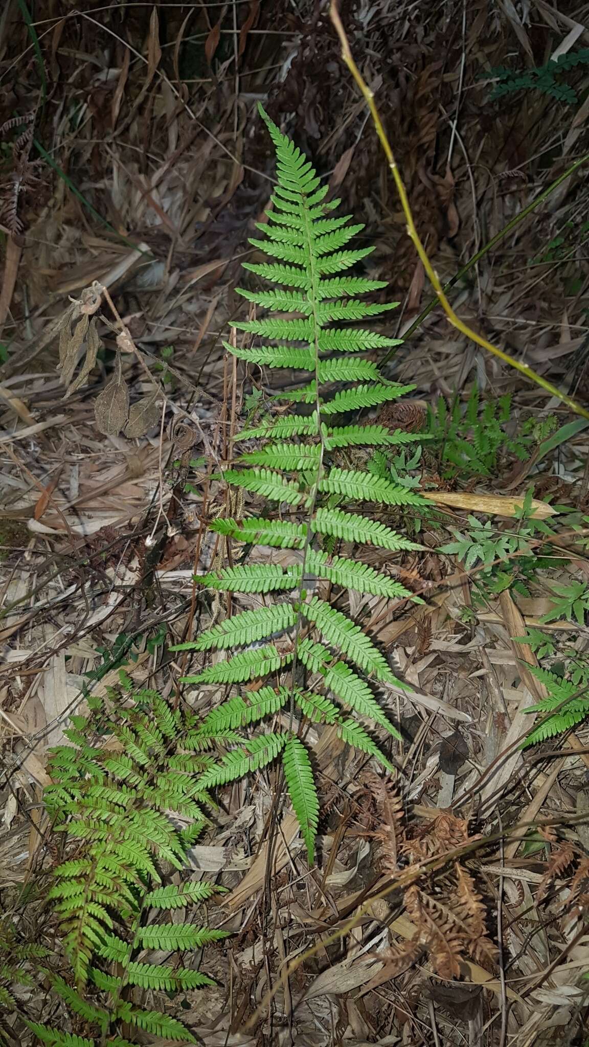 Plancia ëd Amauropelta glanduligera