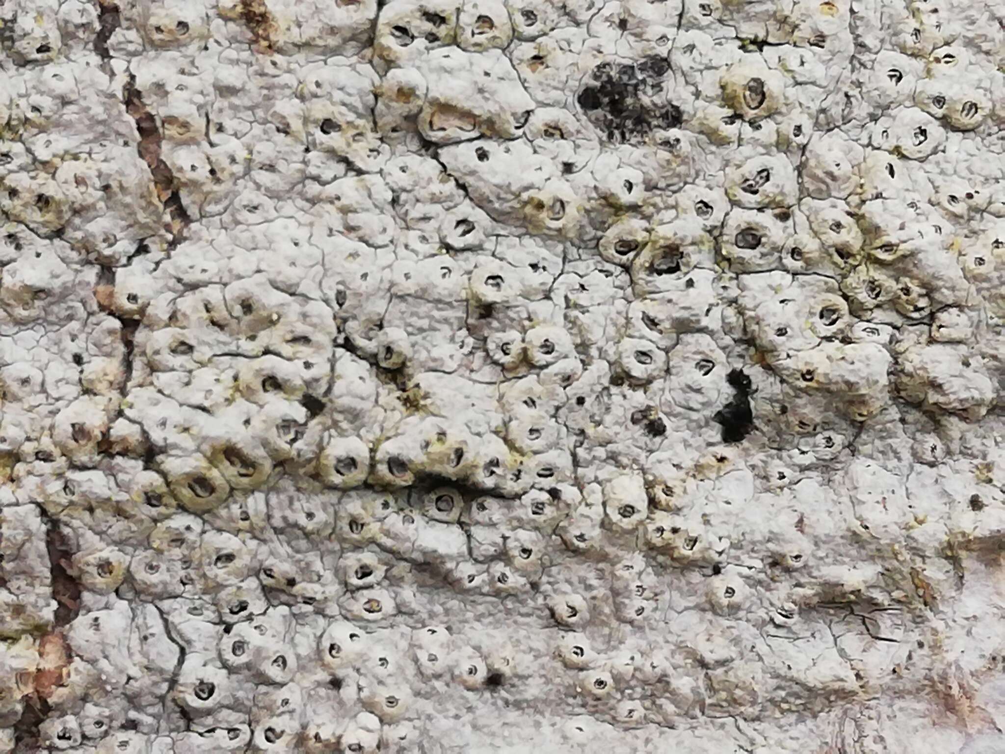 Image of barnacle lichen