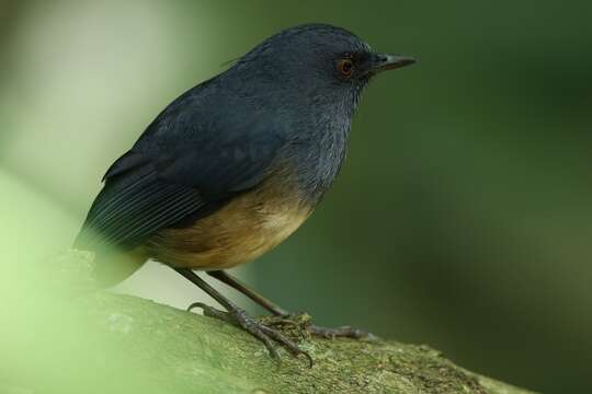 Image of Nilgiri Blue Robin