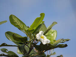 Image of Tabebuia insignis (Miq.) Sandwith