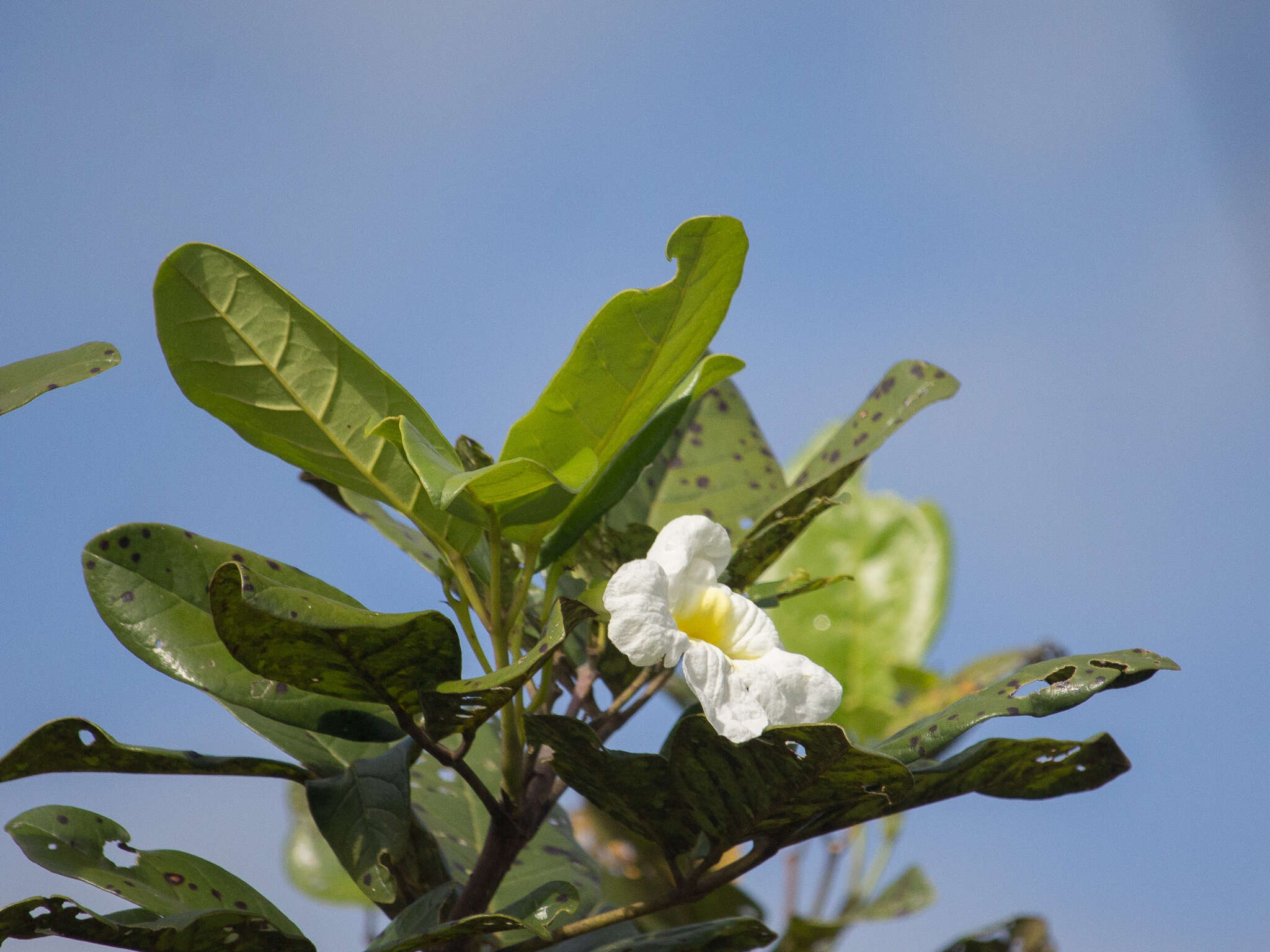 Sivun Tabebuia insignis (Miq.) Sandwith kuva