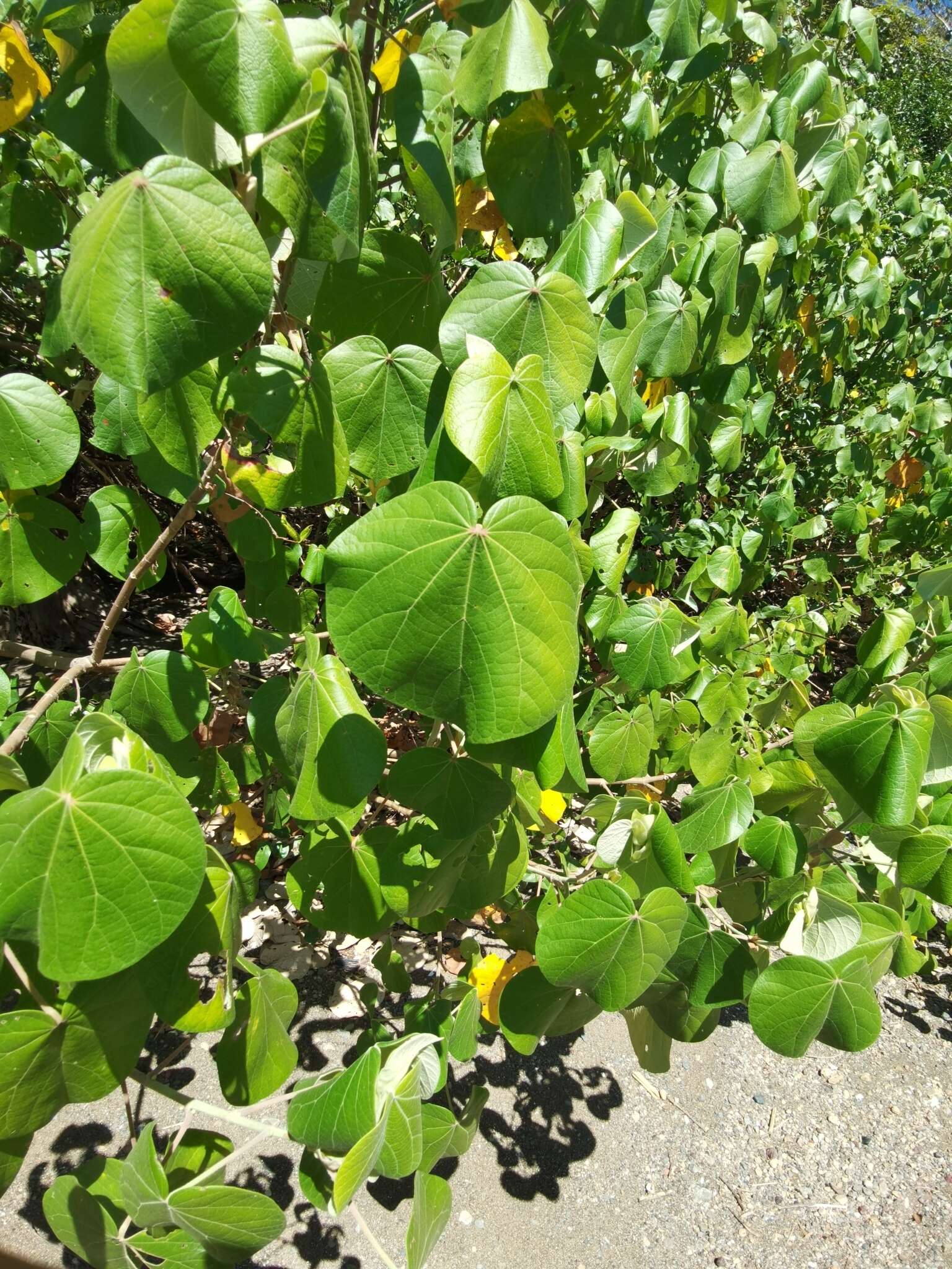 Sivun Talipariti pernambucense (Arruda) Bovini kuva