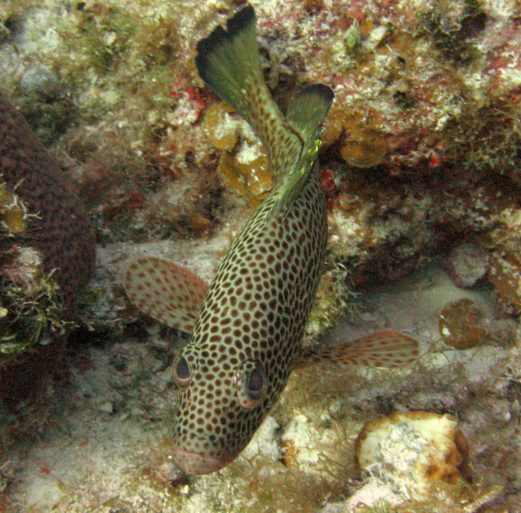 Epinephelus guttatus (Linnaeus 1758) resmi