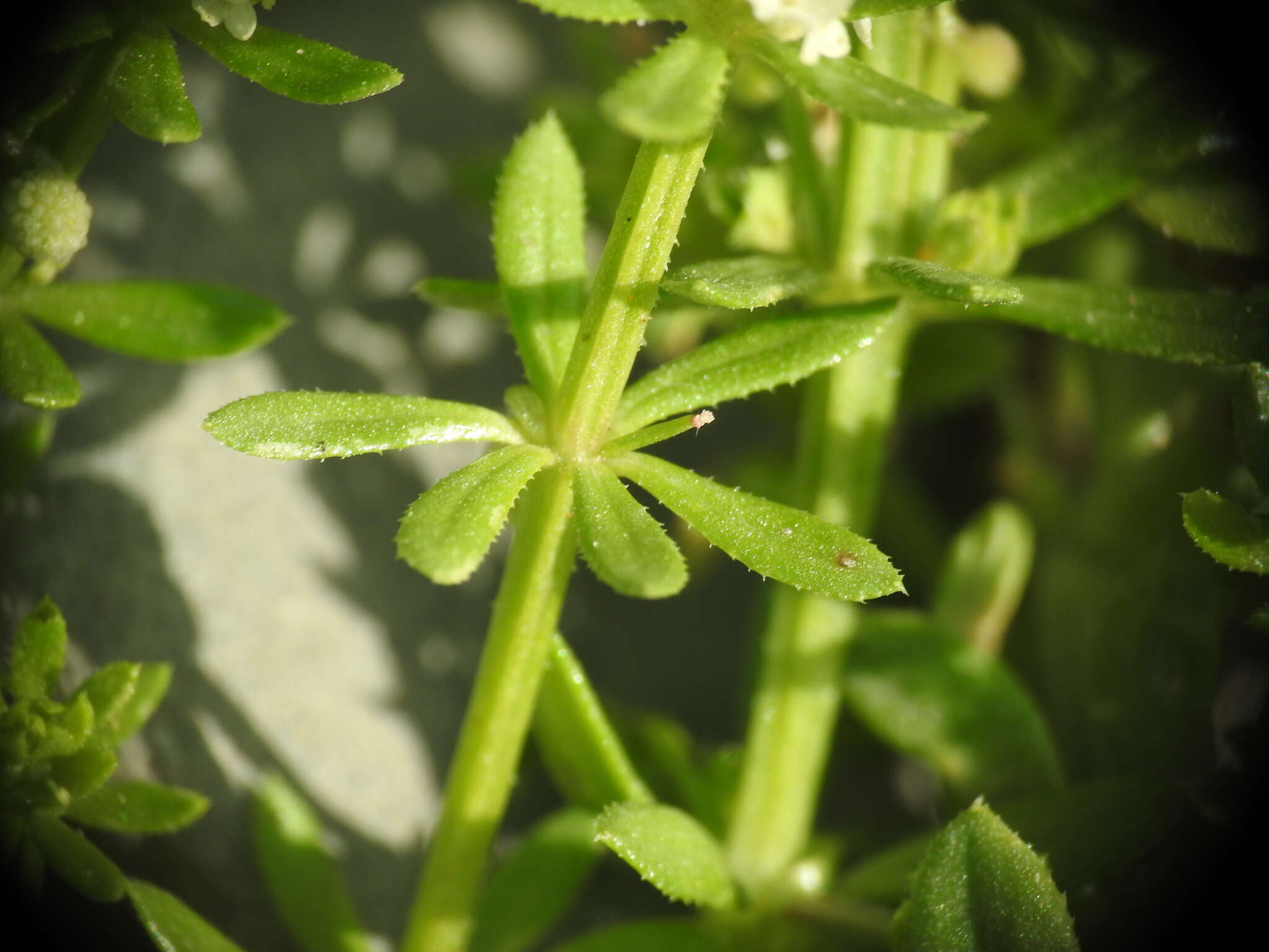 Image of warty bedstraw