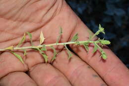 Image of brickellbush goldenweed