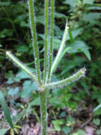 Image of tall thimbleweed