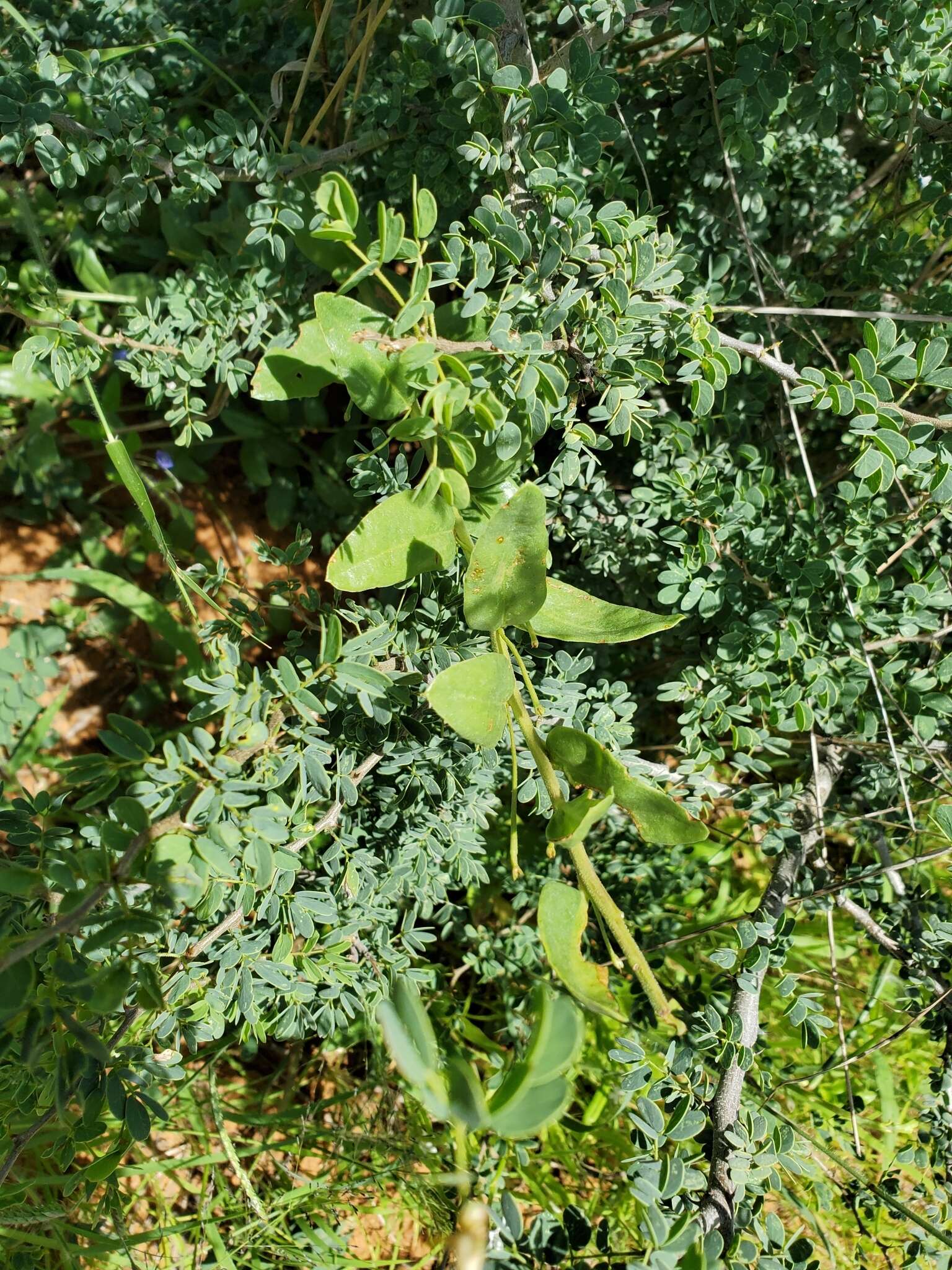 Image of Porcupine root