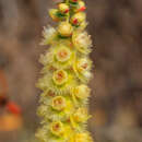 Image of Verticordia chrysostachys var. pallida A. S. George