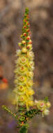 Image de Verticordia chrysostachys var. pallida A. S. George