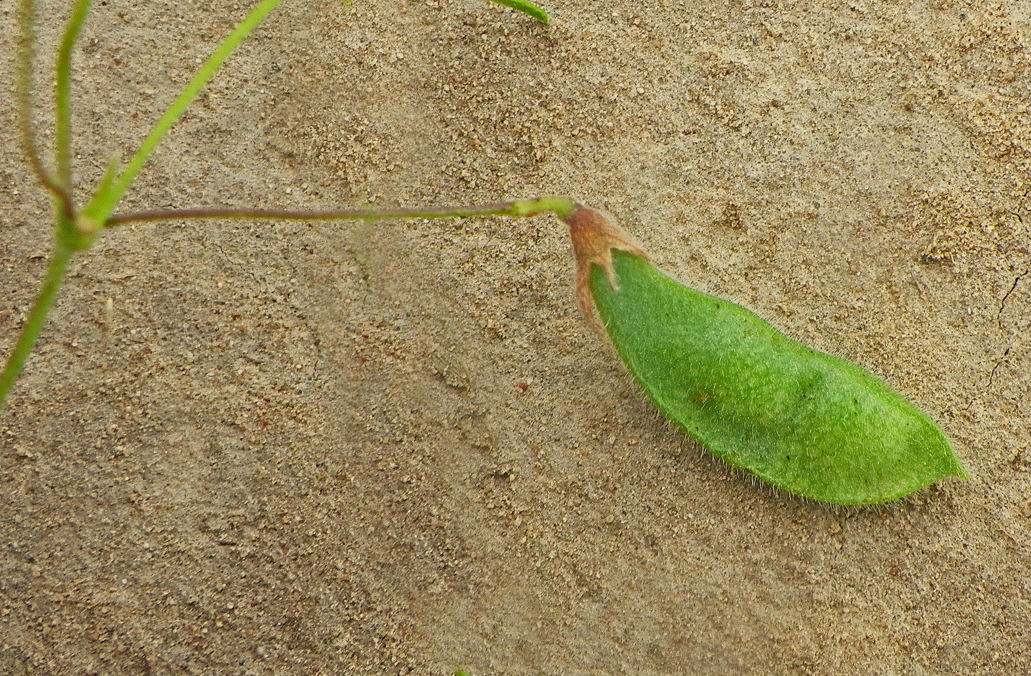 Image of <i>Rhynchosia <i>totta</i></i> (Thunb.) DC. var. totta