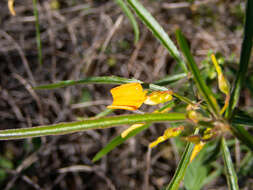 Pigea aurantiaca (F. Muell. ex Benth.) P. I. Forst. resmi