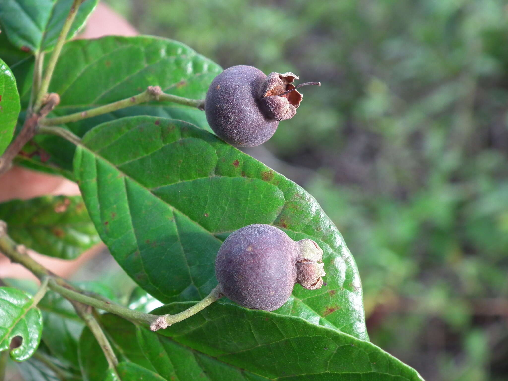 Image of Campomanesia dichotoma (Berg) Mattos