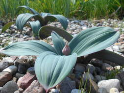 Image of Turkestan onion