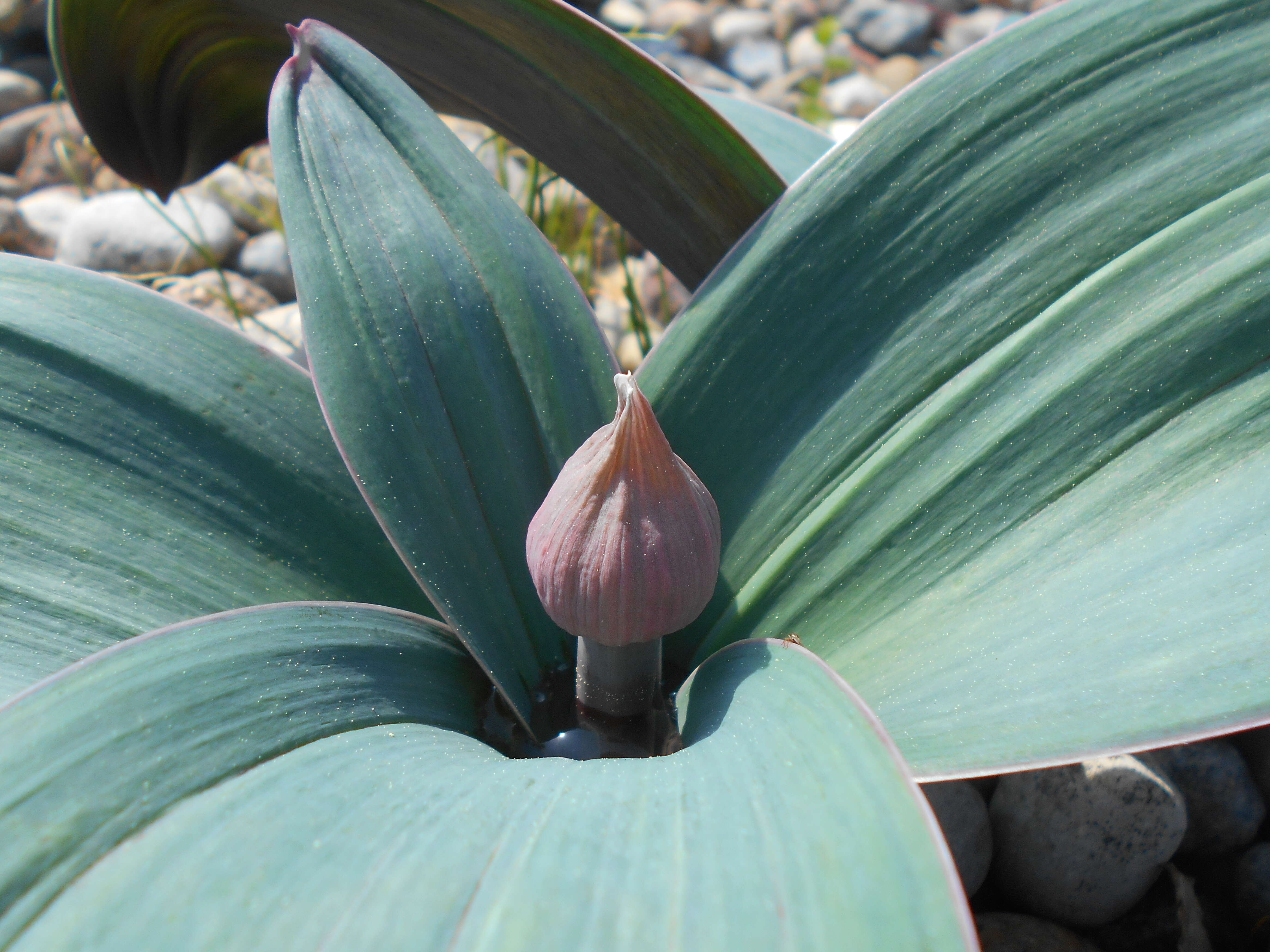 Image of Turkestan onion