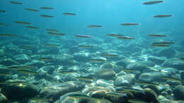 Image of Blue sardine