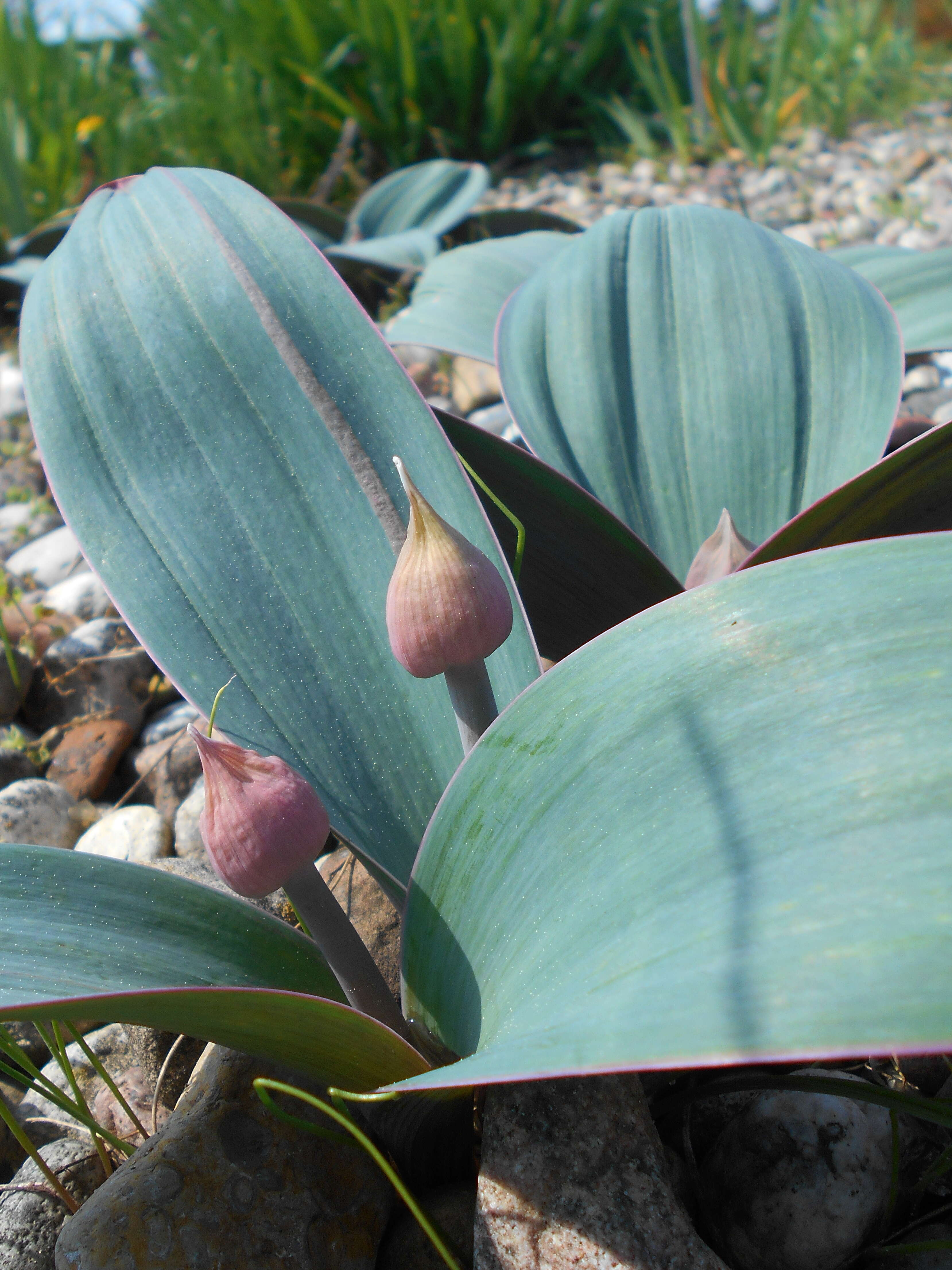 Image of Turkestan onion