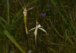 Image of Caladenia uliginosa A. S. George