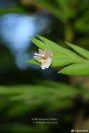 Imagem de Dendrobium terminale C. S. P. Parish & Rchb. fil.