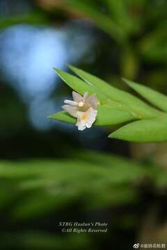 Plancia ëd Dendrobium terminale C. S. P. Parish & Rchb. fil.