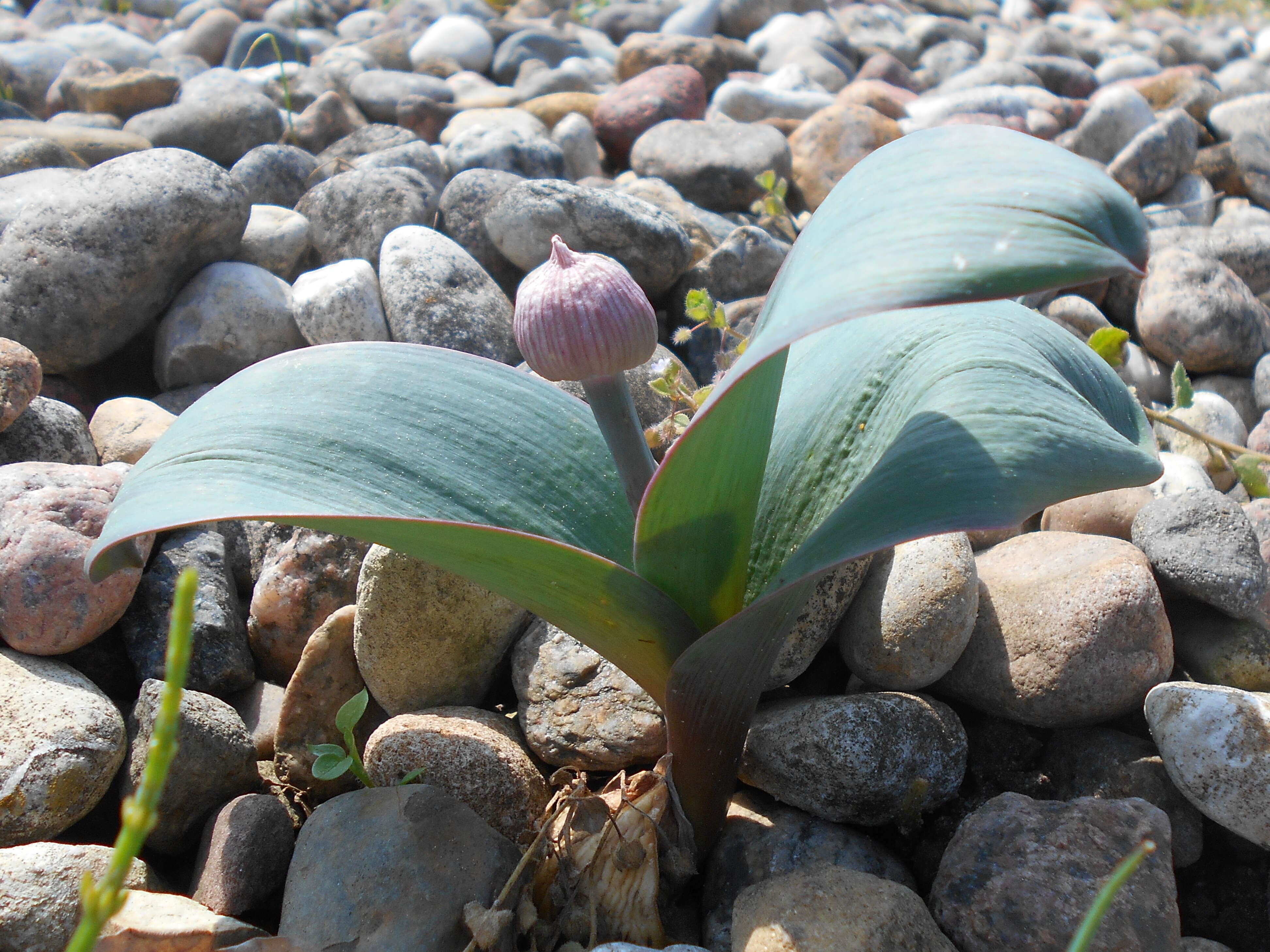 Image of Turkestan onion