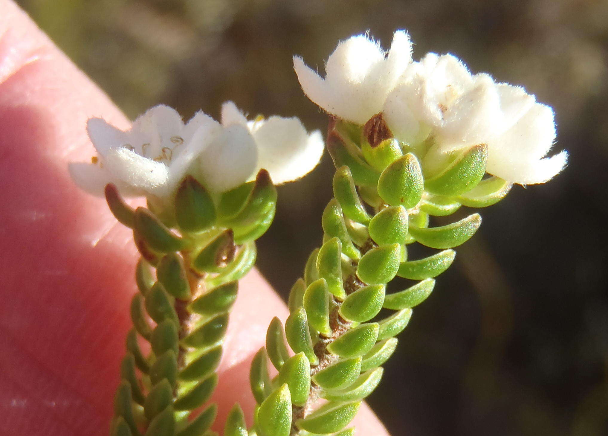 Image of Lachnaea ericoides Meissn.