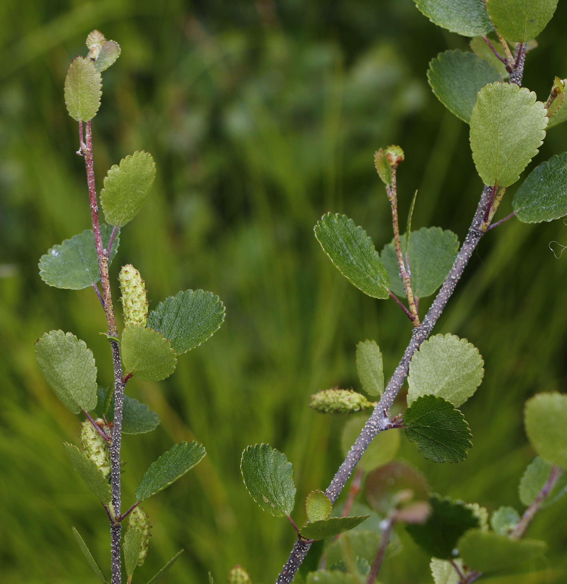 Image of Bog birch