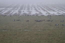 Image of Lesser White-fronted Goose