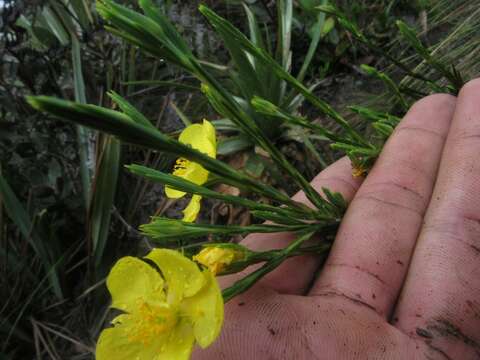 Image of Hypericum strictum (Triana & Planch.) Kunth