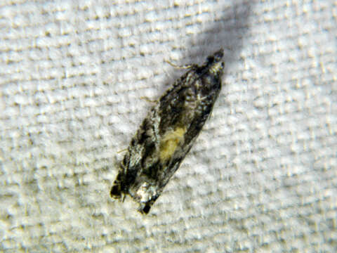 Image of Epinotia nisella Clerck 1759