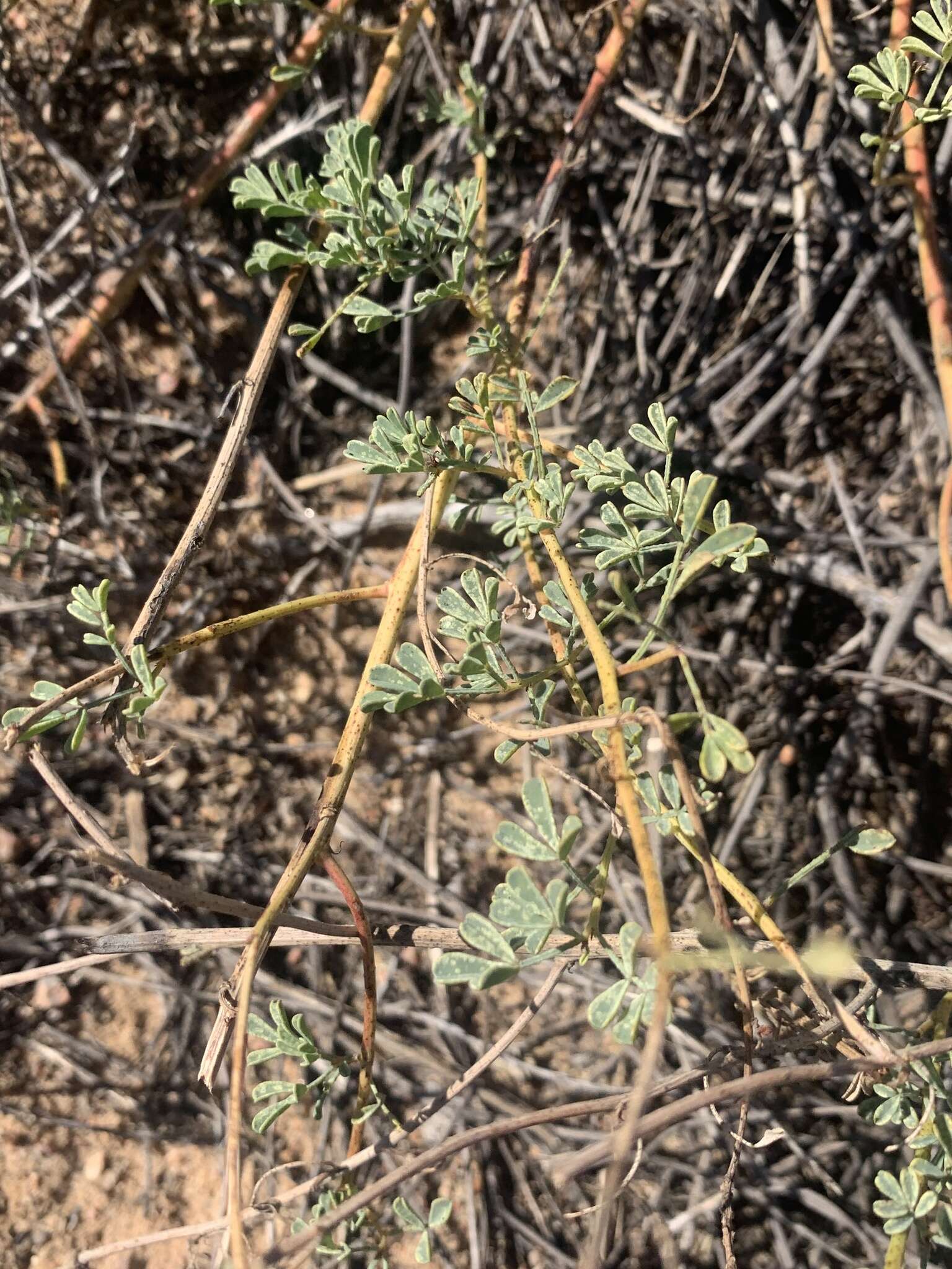 Image of Albuquerque prairie clover