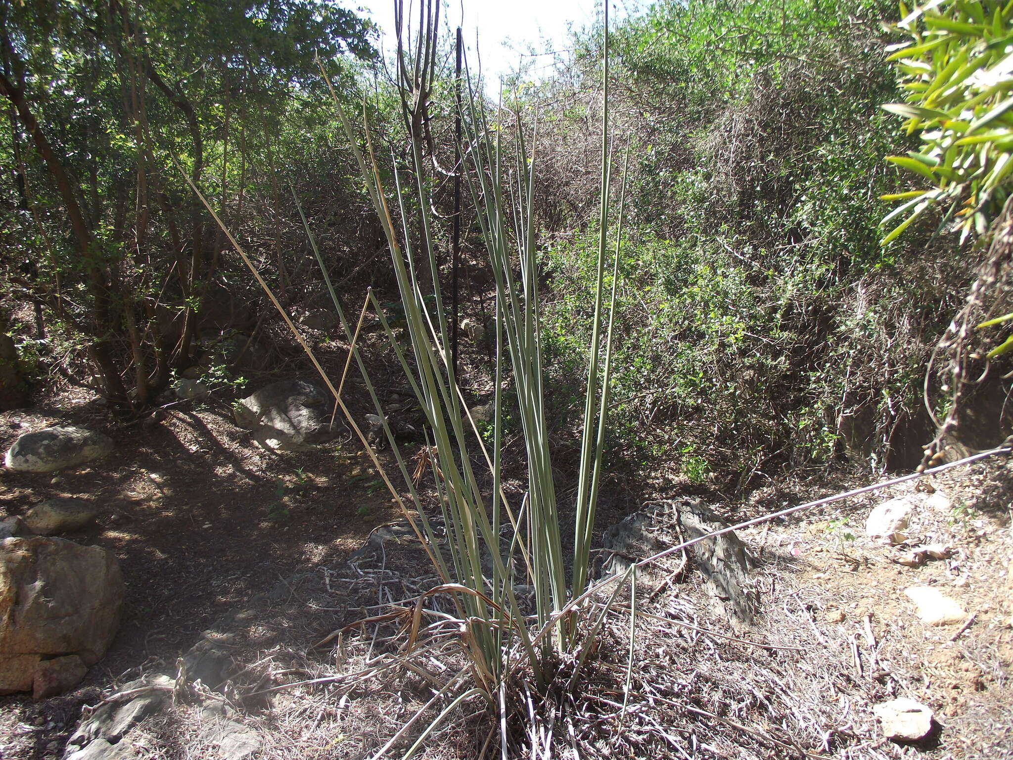 Image of Strelitzia juncea (Ker Gawl.) Link