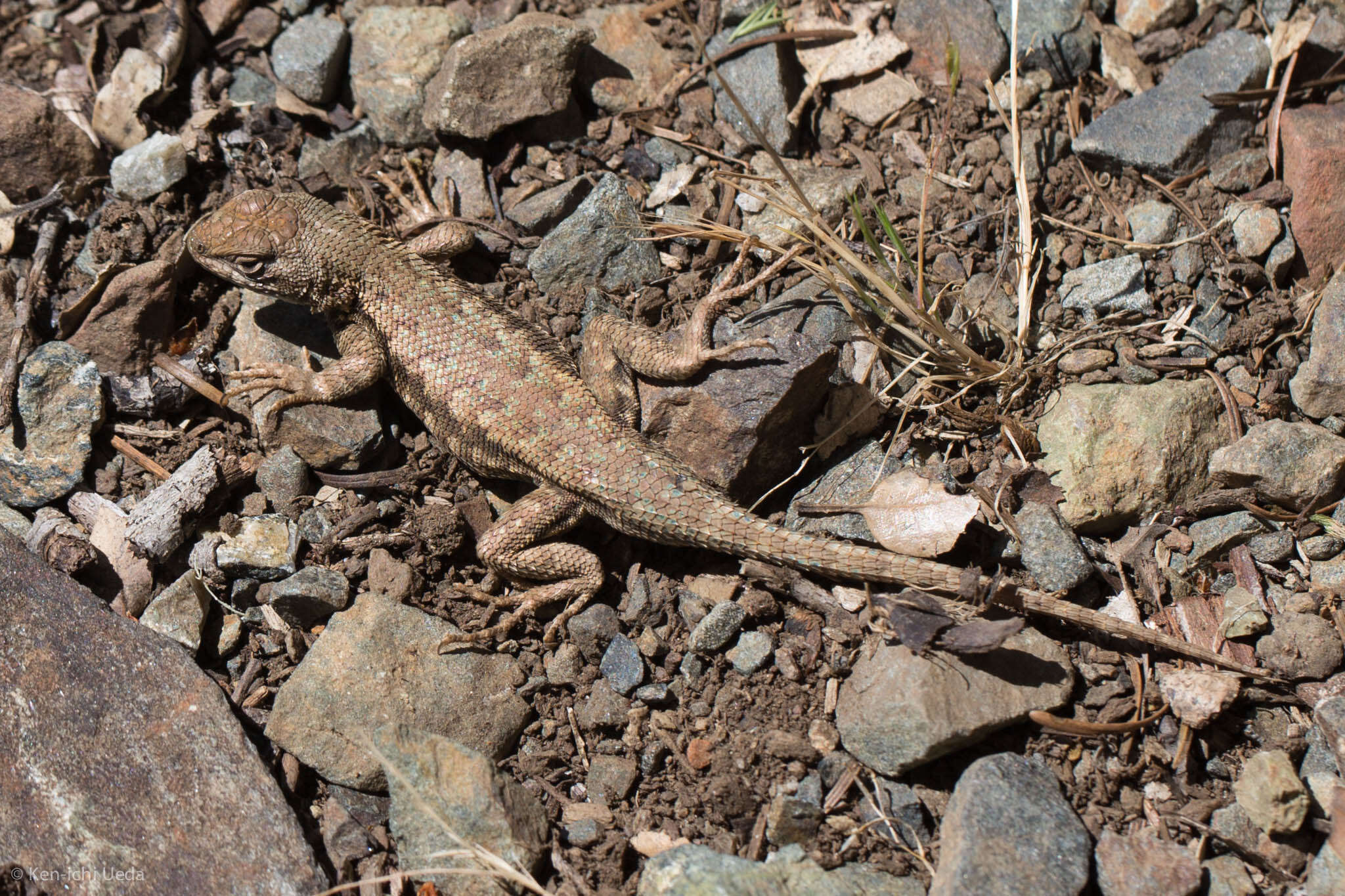 Image of Common Sagebrush Lizard