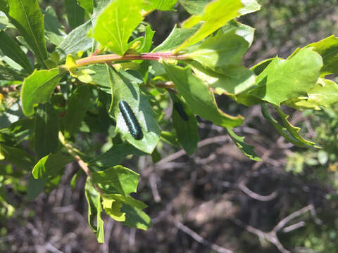 Trirhabda flavolimbata (Mannerheim 1843)的圖片