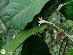 Plancia ëd Palicourea galeottiana M. Martens