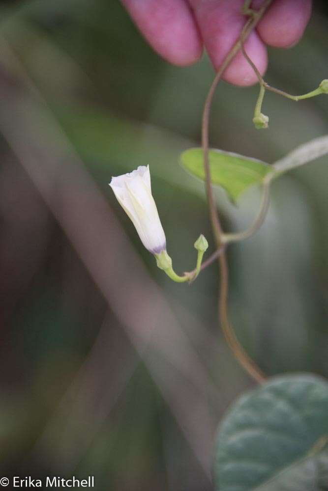 Image of Obscure Morning Glory