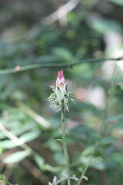 Image of Mutisia coccinea A. St. Hil.