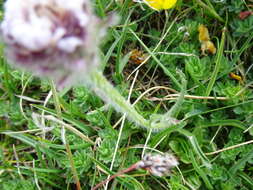 Image of alpine fleabane