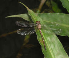 Image of Heliogomphus chaoi Karube 2004