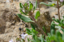 Image de Thymus vulgaris subsp. vulgaris