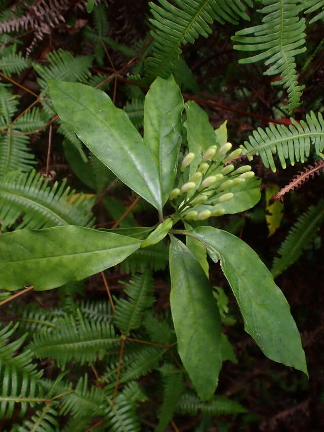 Image of Tarenna gracilipes (Hayata) Ohwi