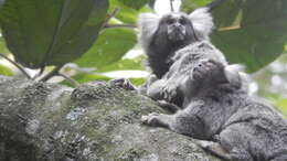 Image of Common Marmoset