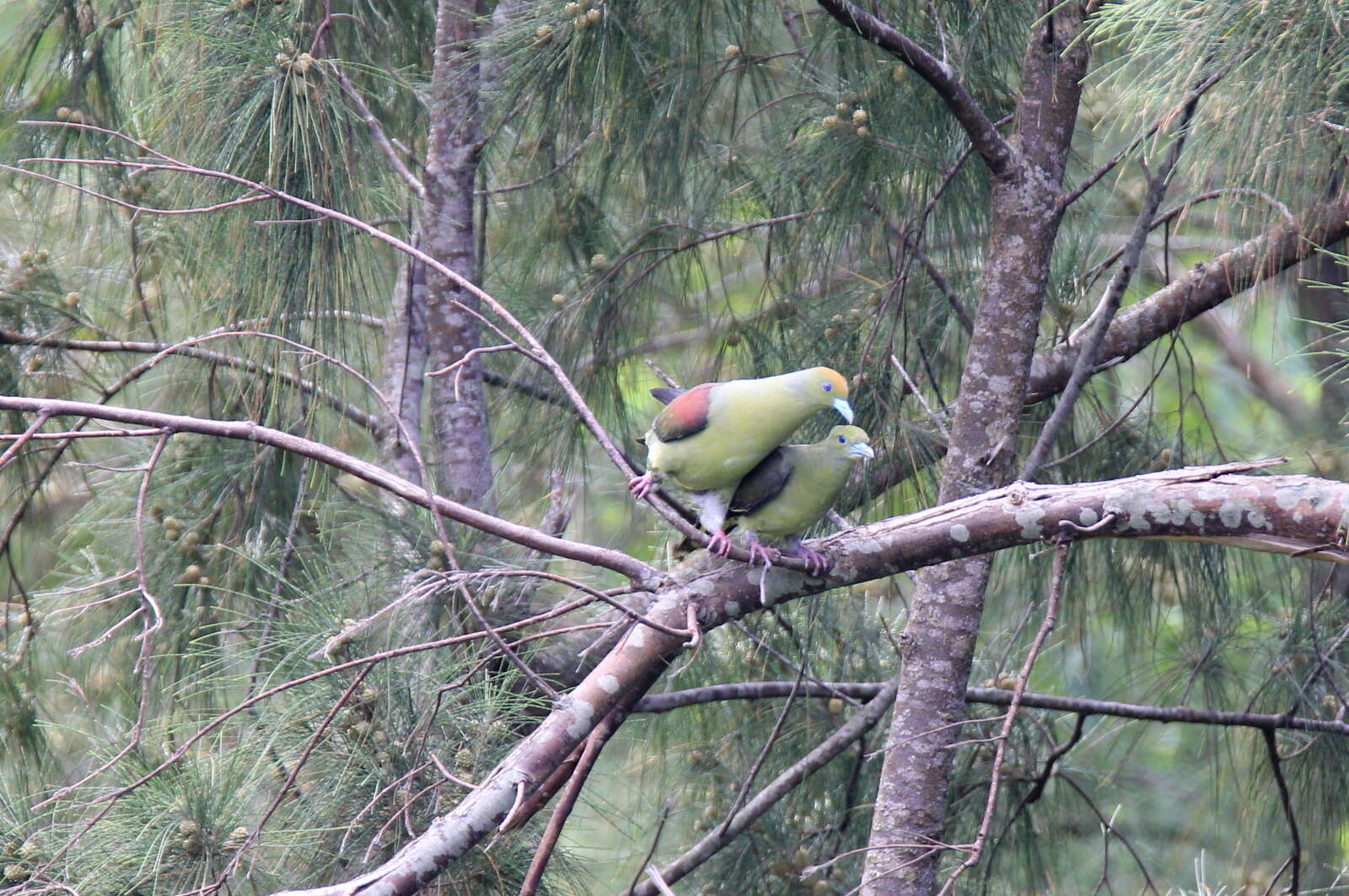 Image of Taiwan Green-pigeon