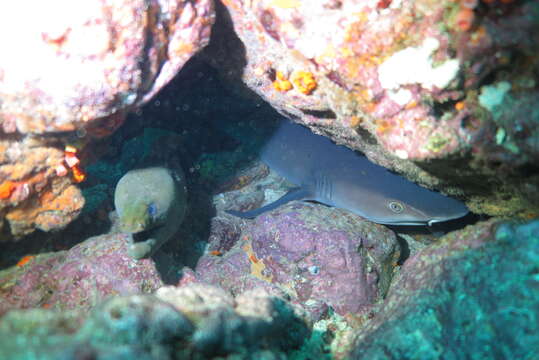 Image of Chestnut moray