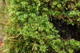 Image of plagiomnium moss