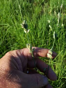 Image of Wilman lovegrass