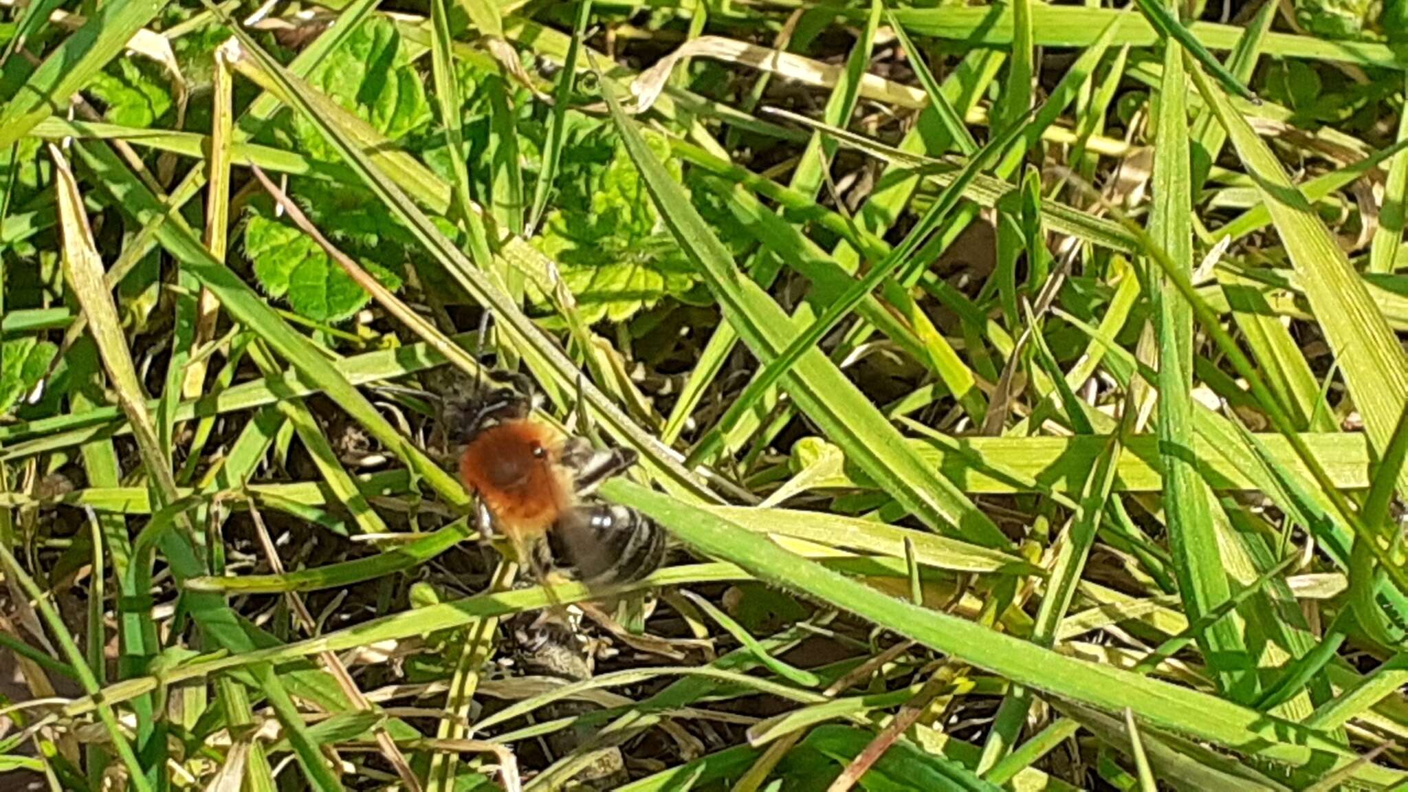 Image of Andrena nitida (Müller 1776)