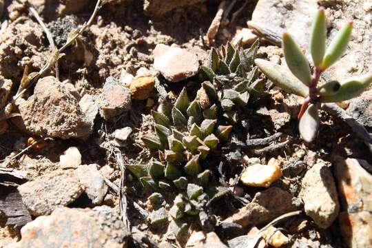 Image of Haworthia maraisii var. maraisii