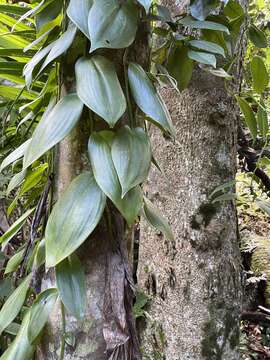 Plancia ëd Vanilla mexicana Mill.