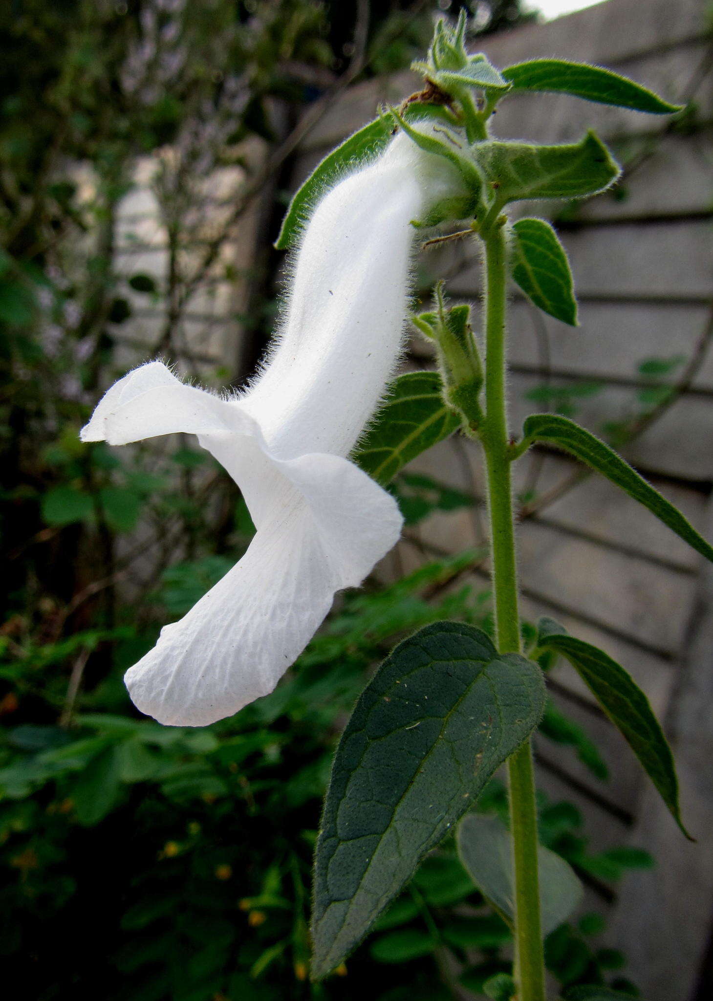 Image of African foxglove